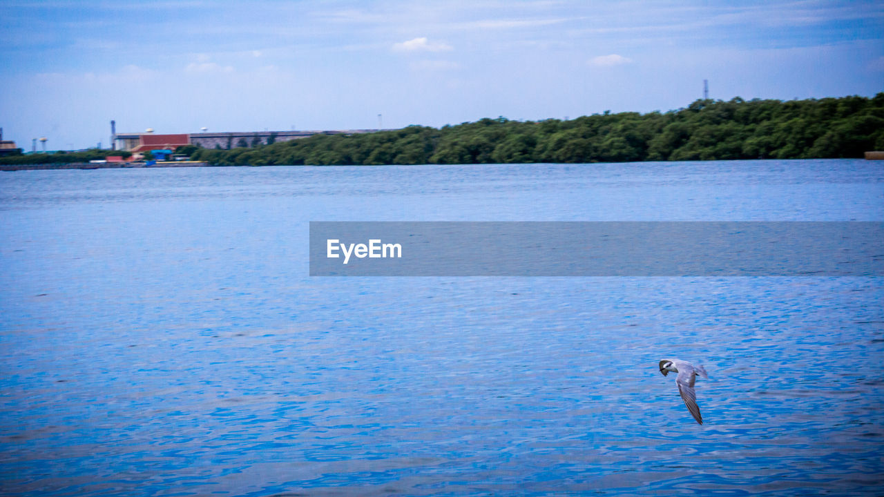 VIEW OF BIRD SWIMMING IN SEA