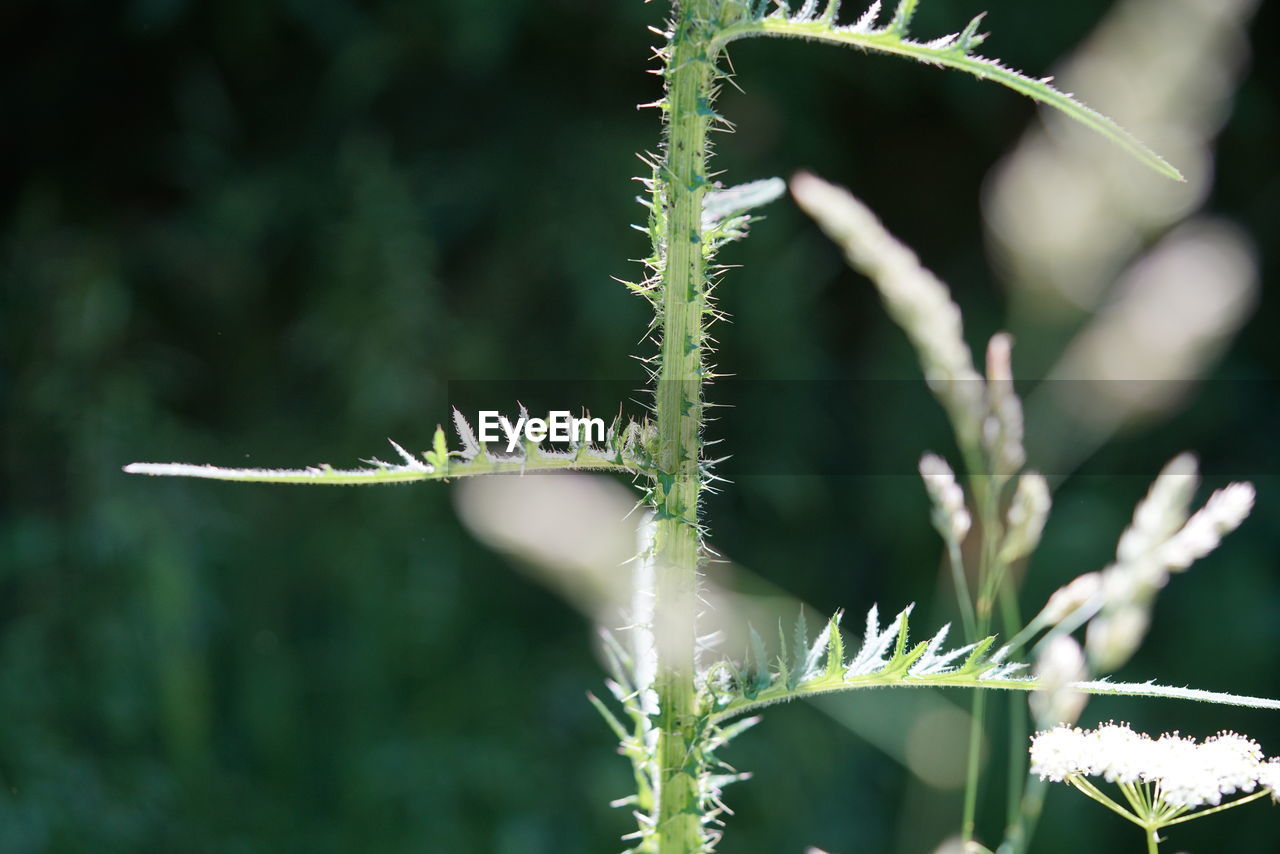 CLOSE-UP OF PLANT