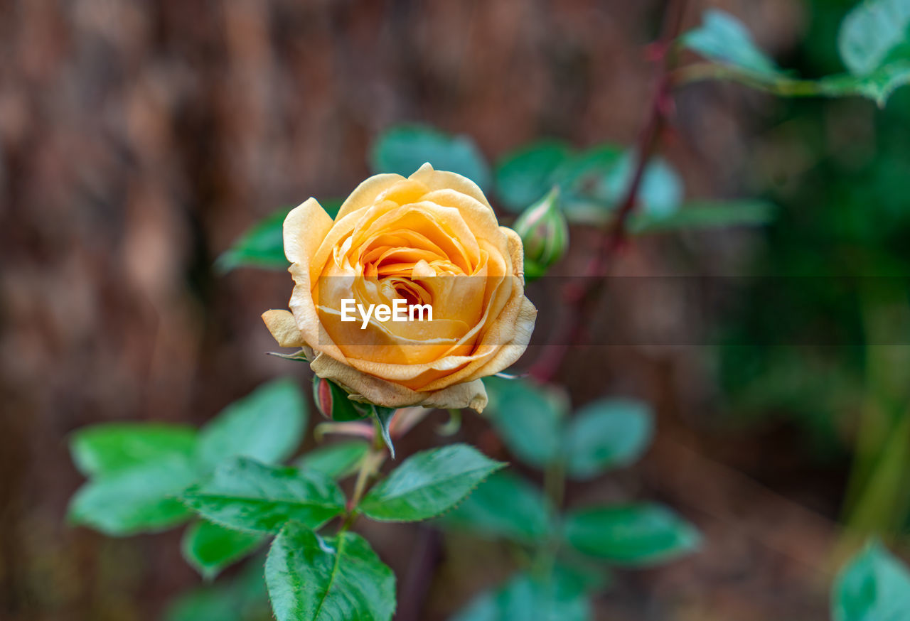 A close-up shot of a yellow rose in an garden in seattle, washington.