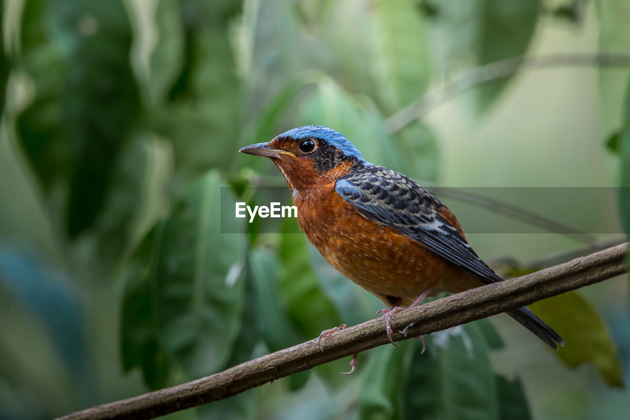 Close-up of bird perching on branch