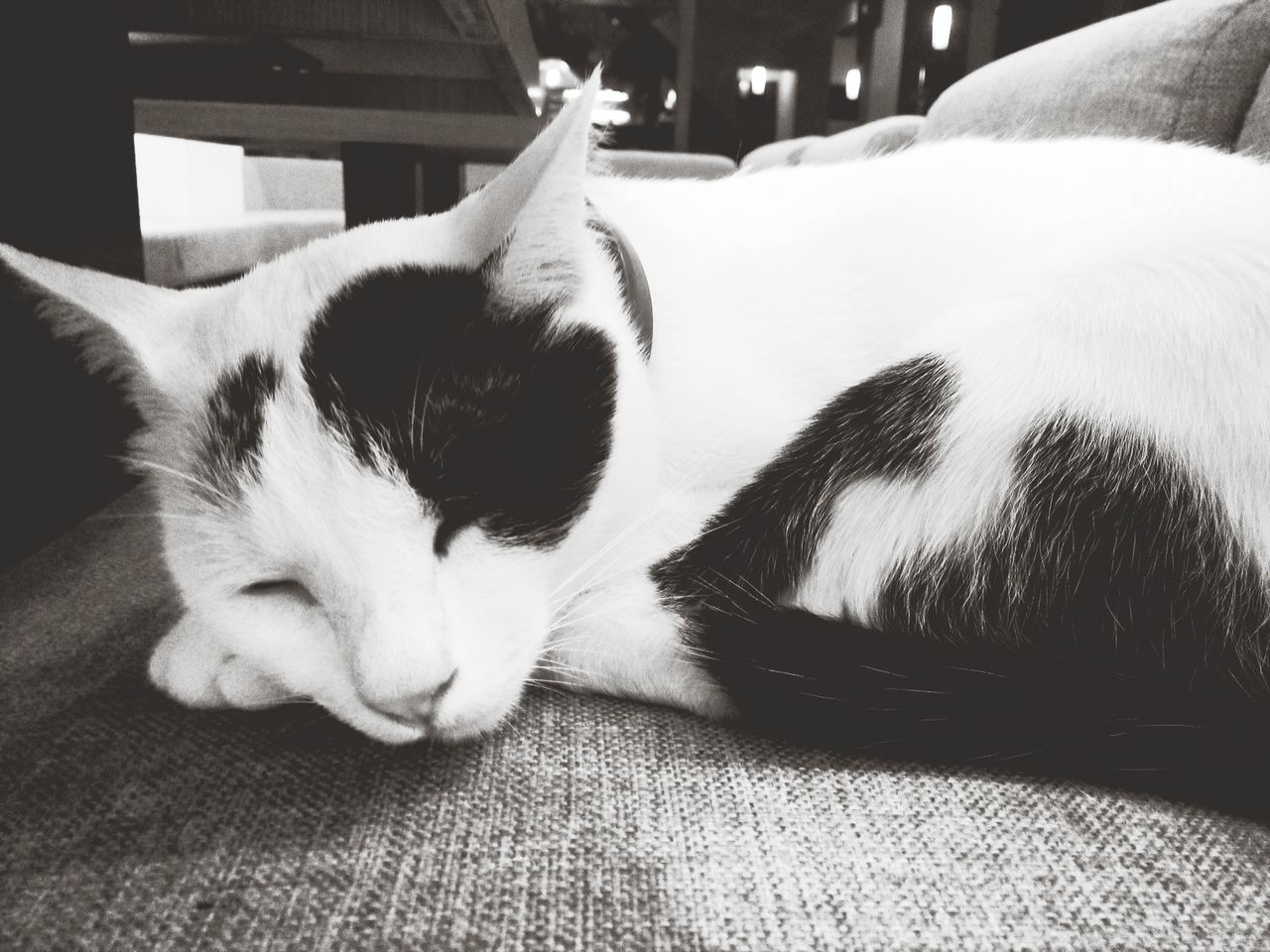 CLOSE-UP OF CAT LYING ON BLANKET