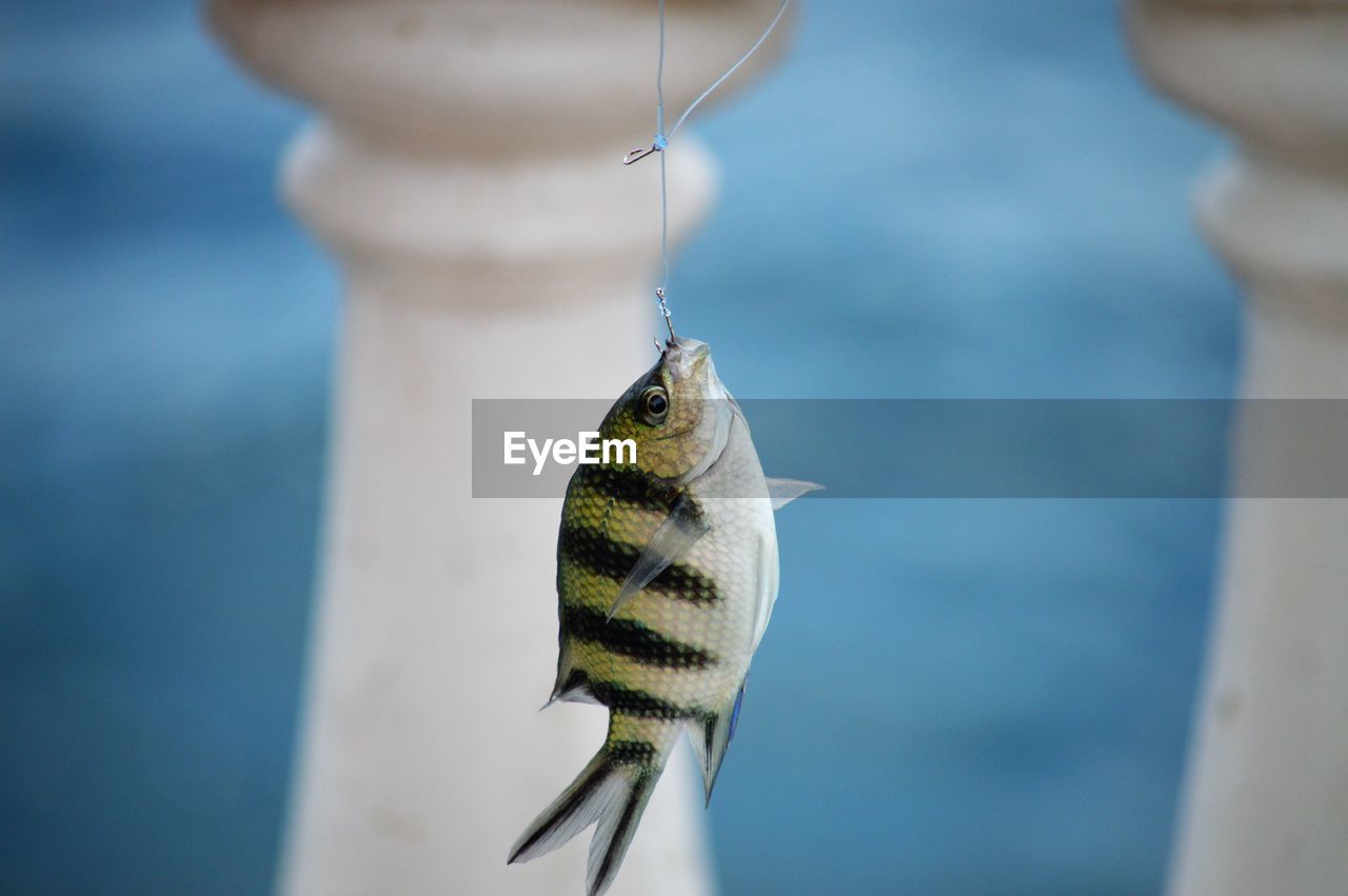Close-up of fish against blurred background