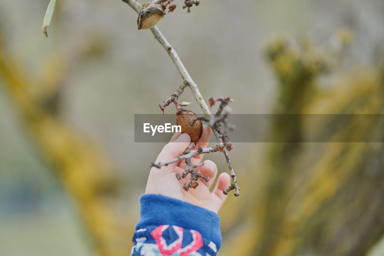 A child's hand holds an almond in the tree