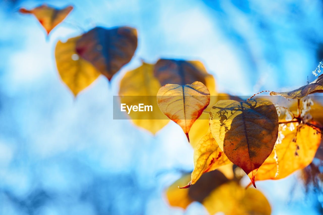 Beautiful close up with colorful yellow red autumn fall leaves on tree branches on blue sky 