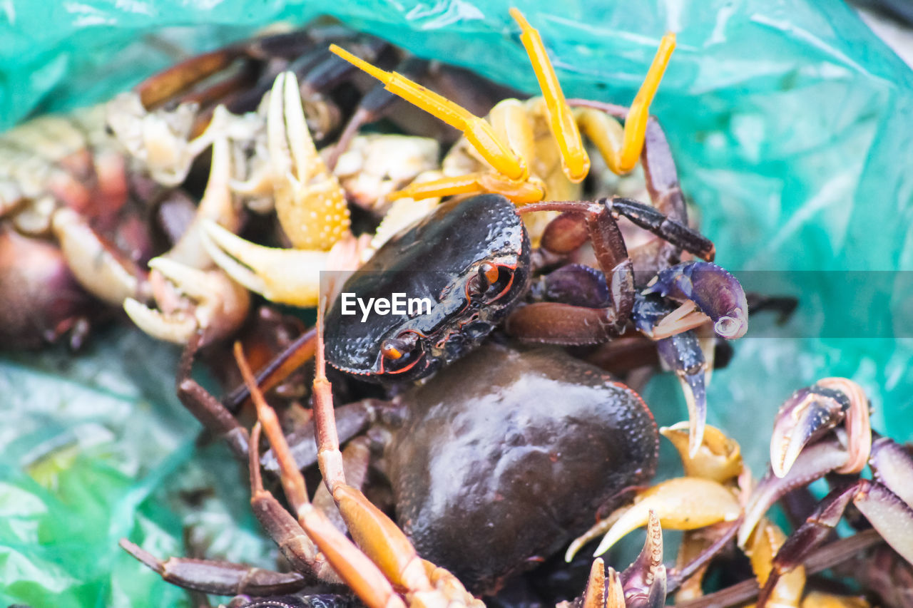 Close-up land crabs sold in the morning market of luang prabanh
