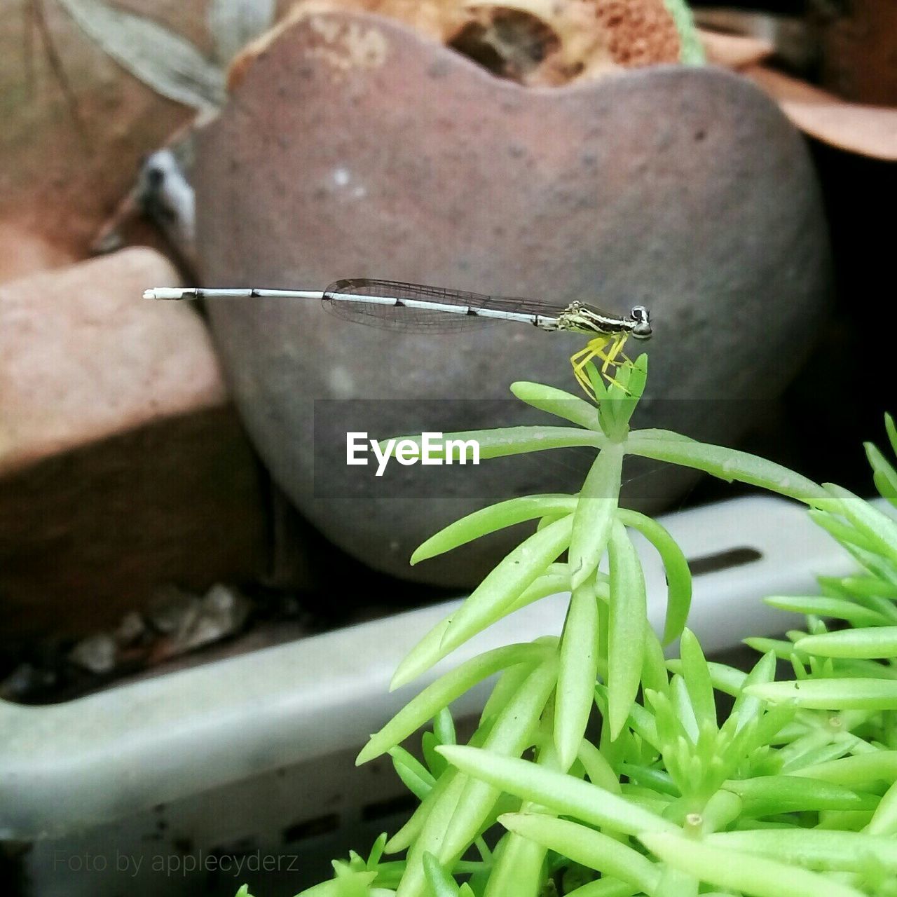 Close-up of damselfly on plant