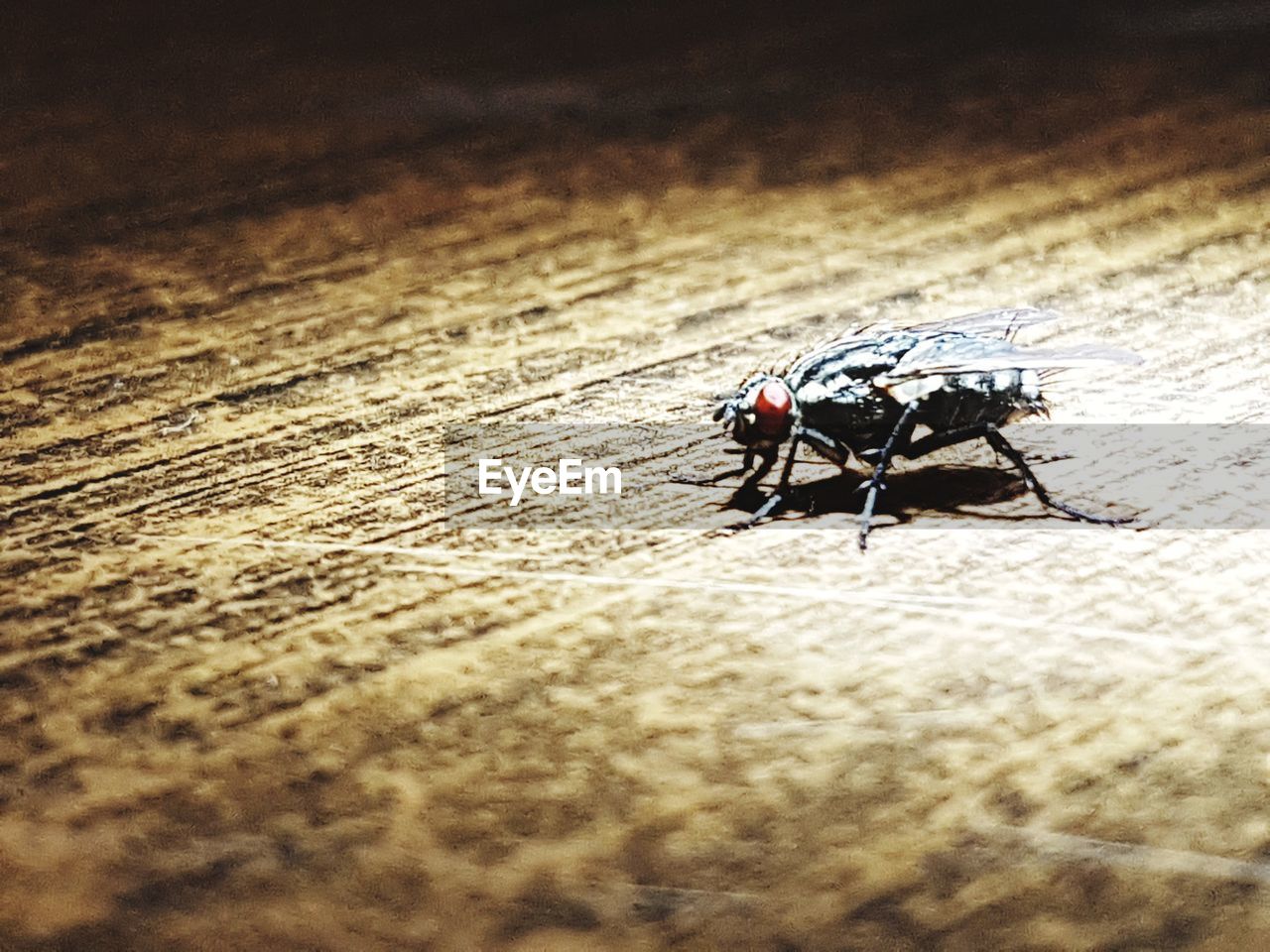 CLOSE-UP OF INSECT ON GROUND