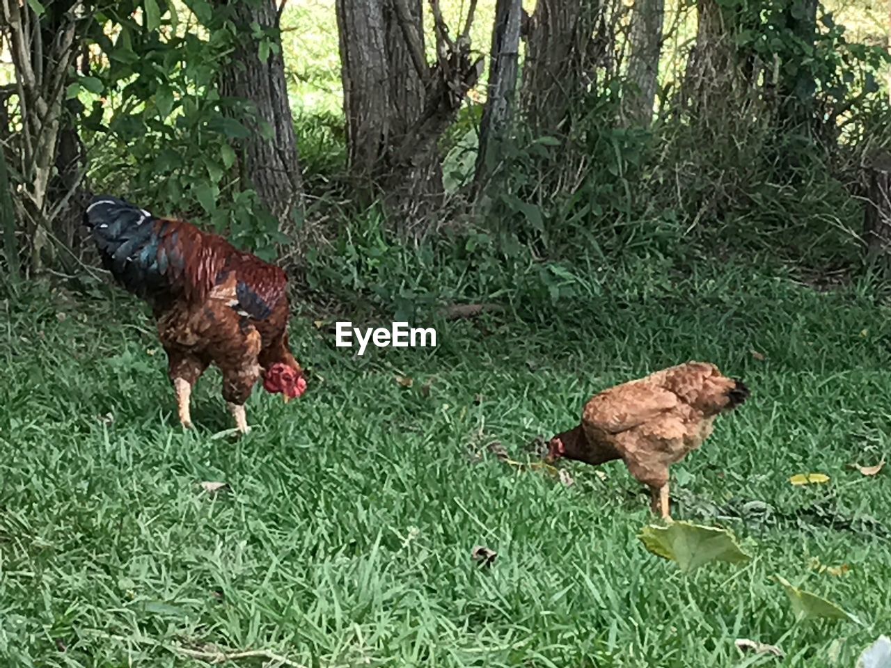 ROOSTER IN FIELD