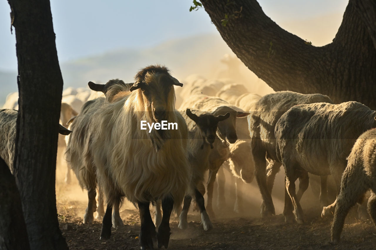 animal, animal themes, mammal, group of animals, domestic animals, herd, animal wildlife, livestock, nature, wildlife, agriculture, plant, environment, tree, sky, landscape, land, pet, no people, outdoors, sunlight, field, sheep, cattle, herding, rural scene