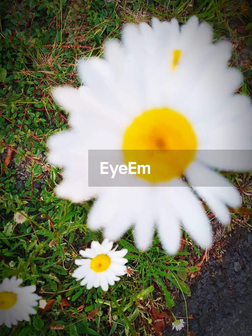 HIGH ANGLE VIEW OF FLOWERING PLANT ON FIELD