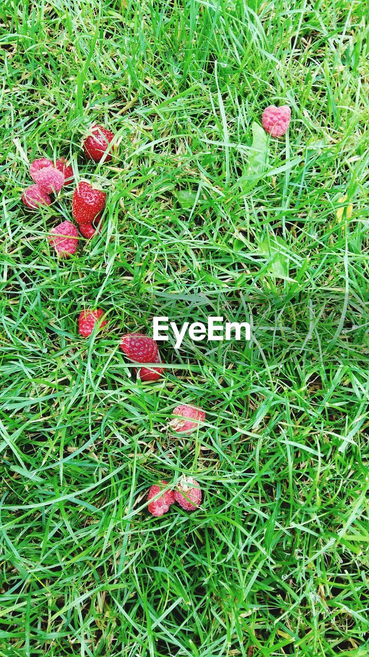 HIGH ANGLE VIEW OF RED BERRIES ON GRASS