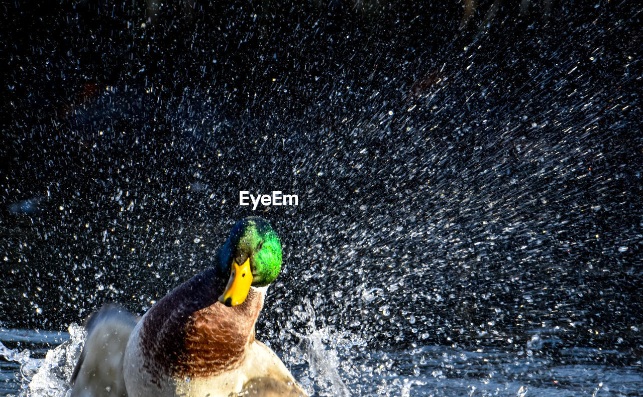 High angle view of mallard duck swimming in water