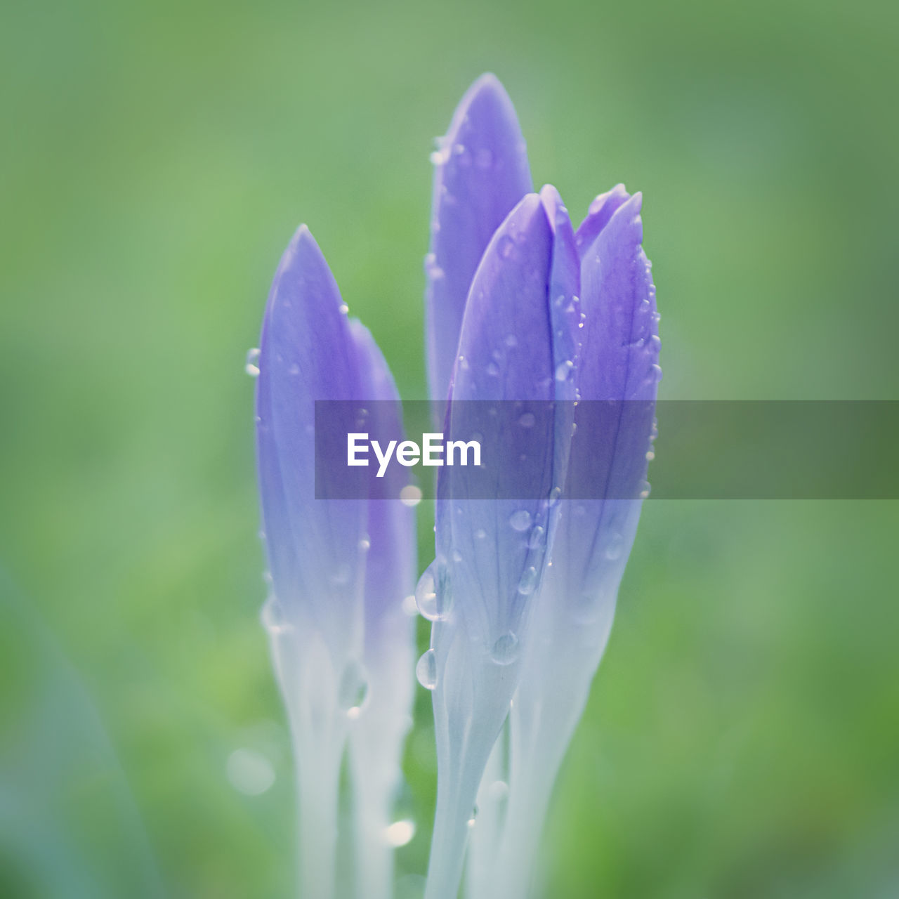 CLOSE-UP OF PURPLE FLOWERS BLOOMING OUTDOORS