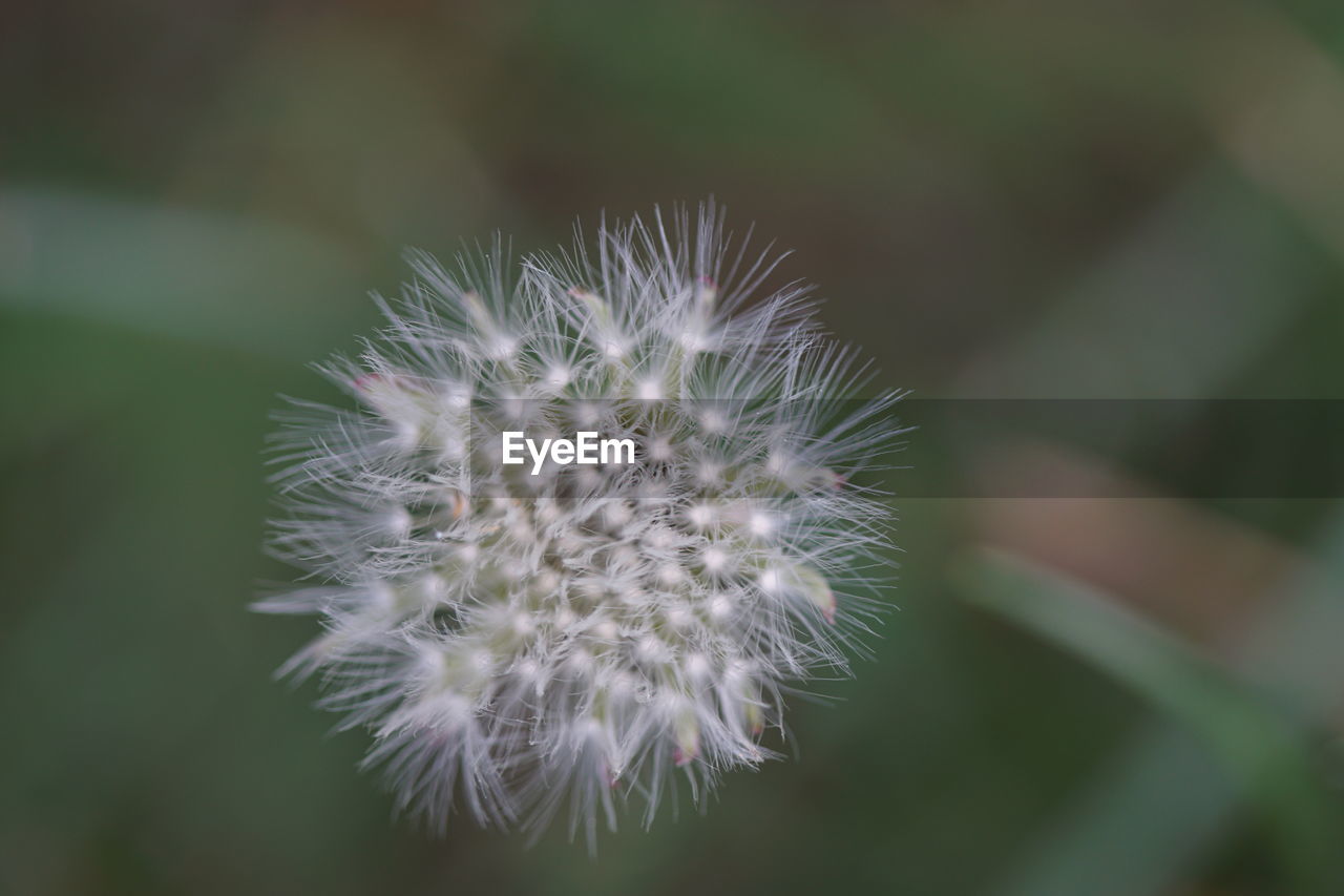 Close-up of dandelion flower