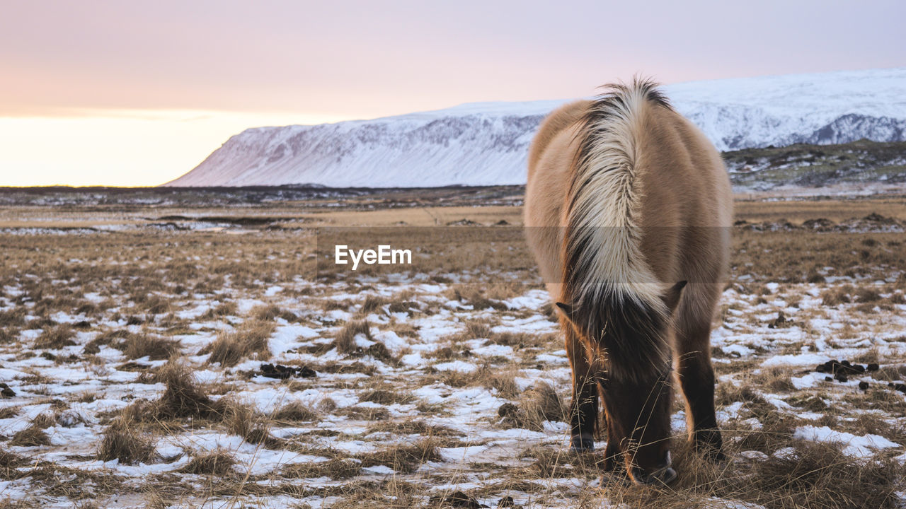 HORSE STANDING ON FIELD DURING WINTER