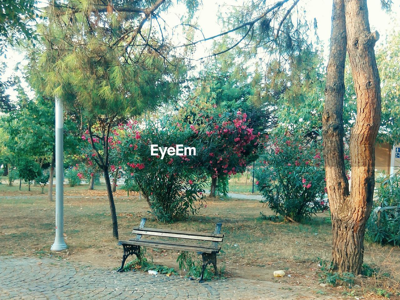 TREES IN PARK