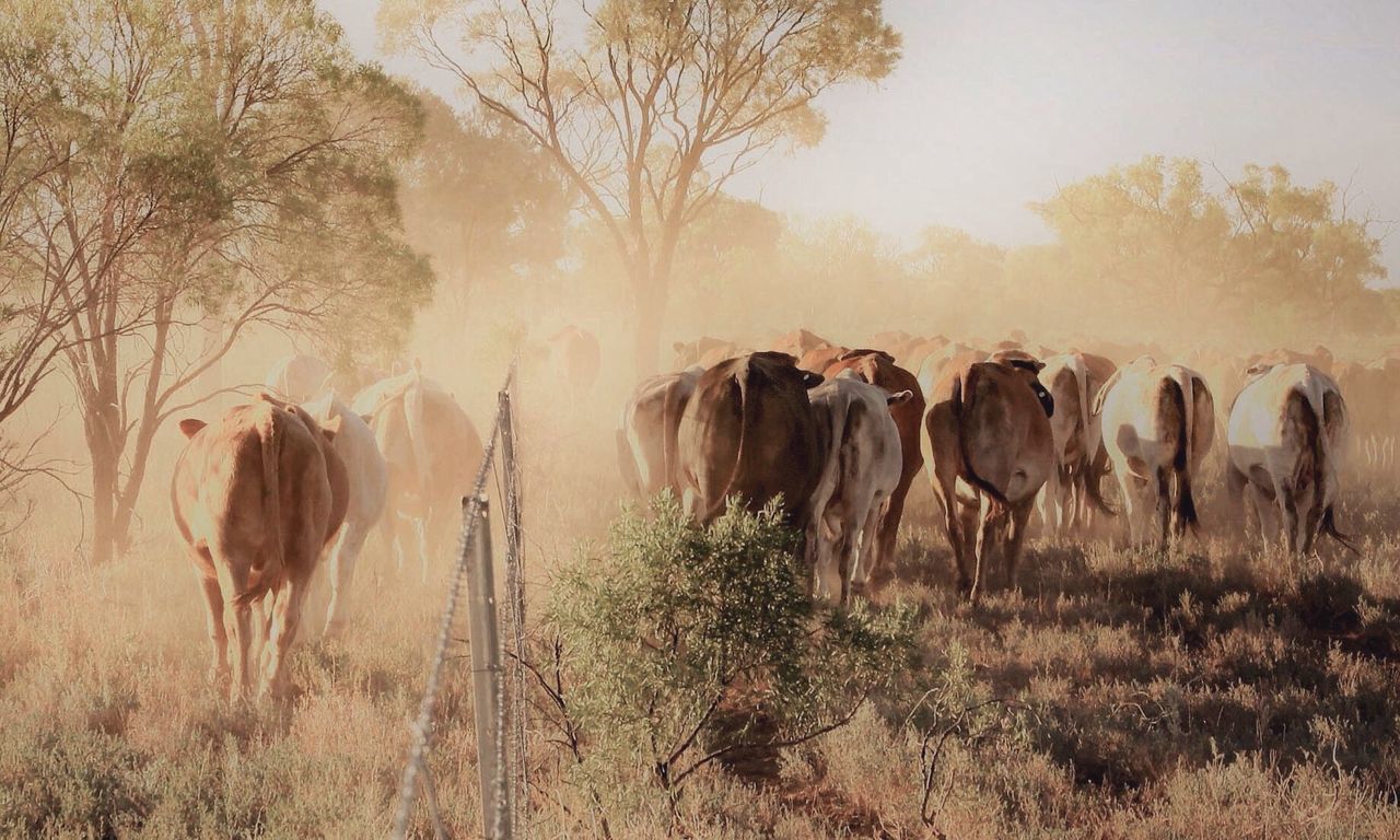 Cows on field