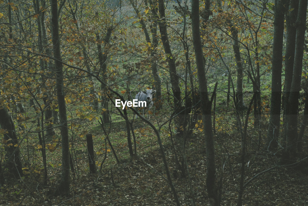 Cow standing amidst trees at forest