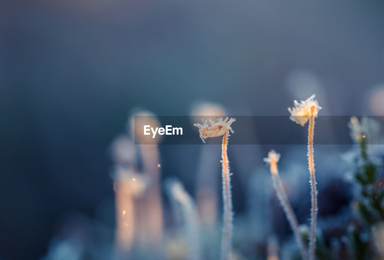 Close-up of frozen plants on field