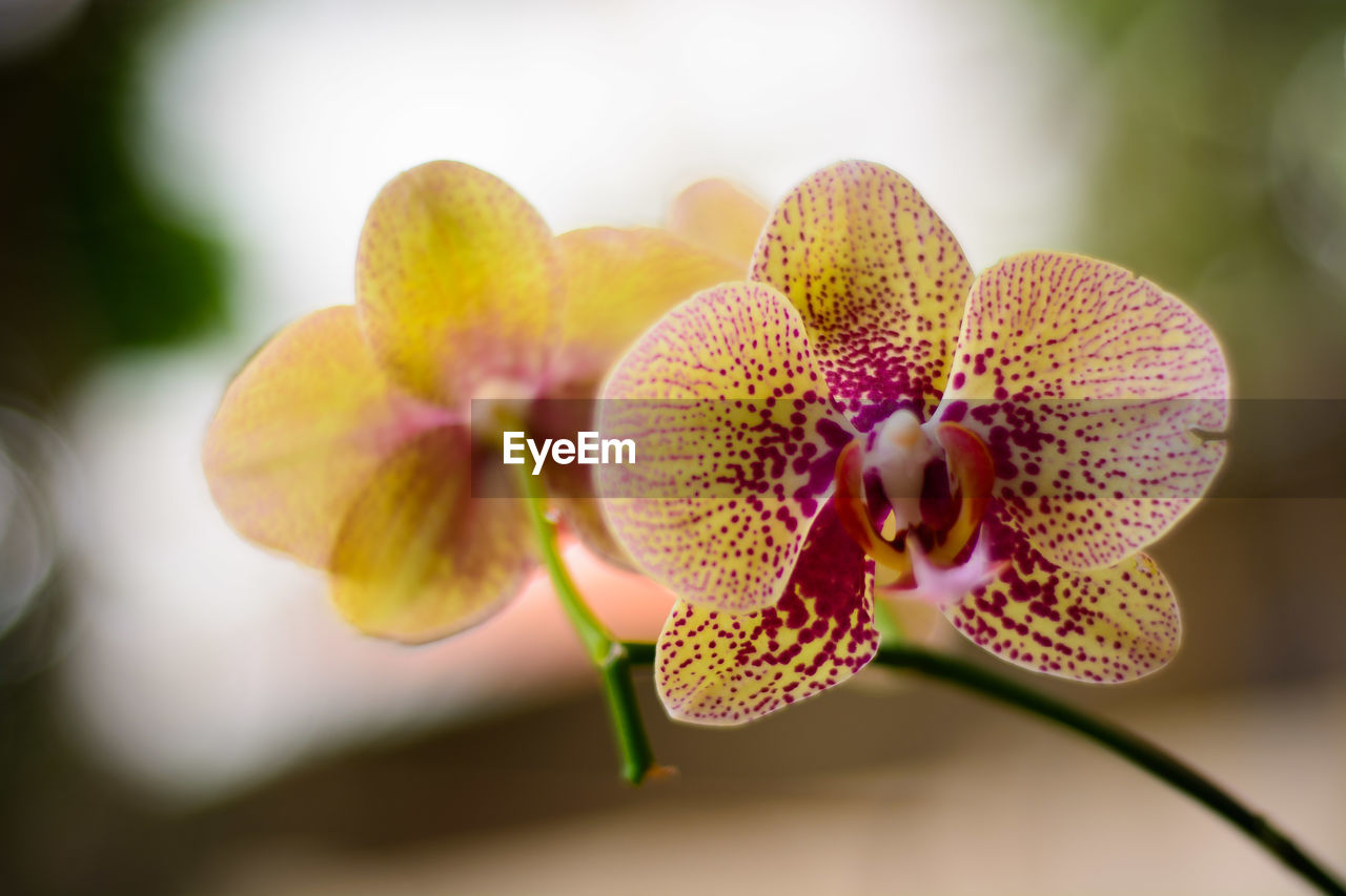 Close-up of orchids on plant