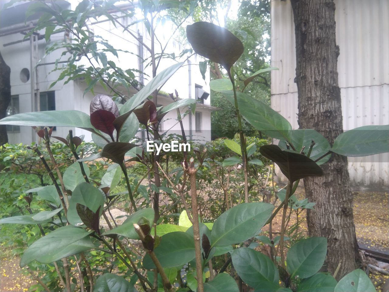 FLOWERING PLANTS BY BUILDING