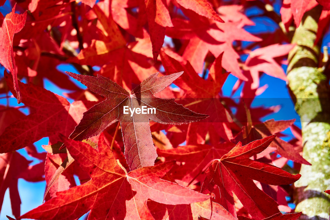 Close-up of red maple leaves