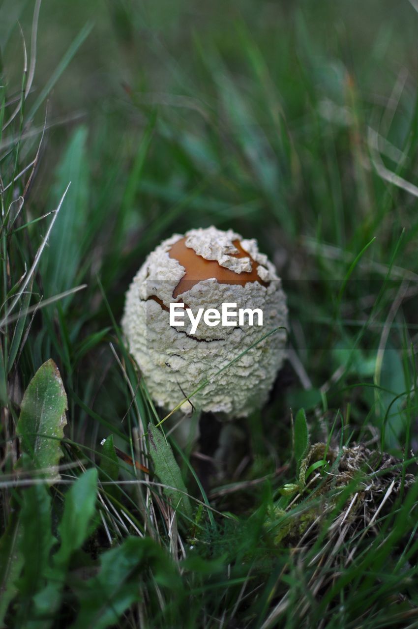 Close-up of mushroom growing on field