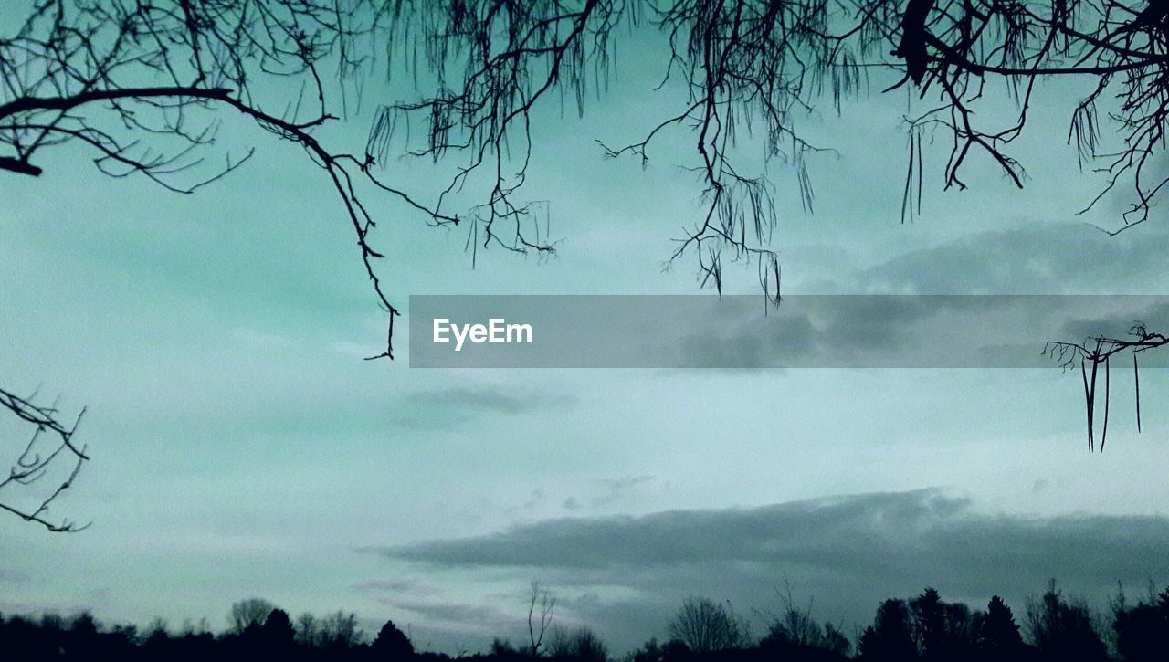 LOW ANGLE VIEW OF BARE TREES AGAINST SKY