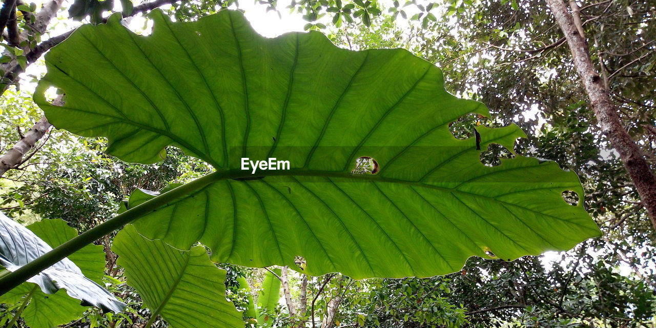 LOW ANGLE VIEW OF FRESH GREEN LEAVES ON TREE