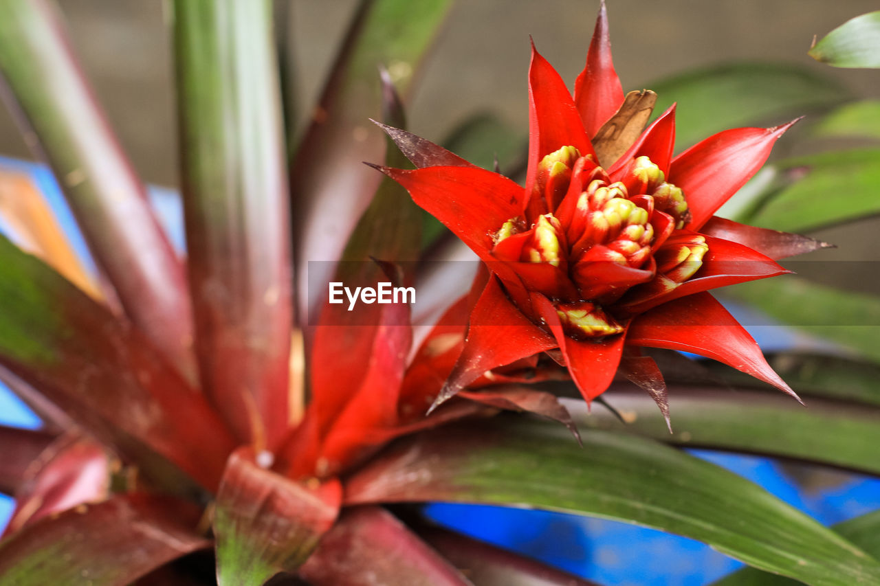 Close-up of red flower blooming outdoors