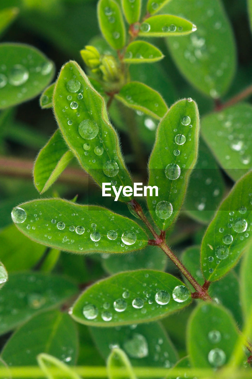 CLOSE-UP OF RAINDROPS ON LEAVES