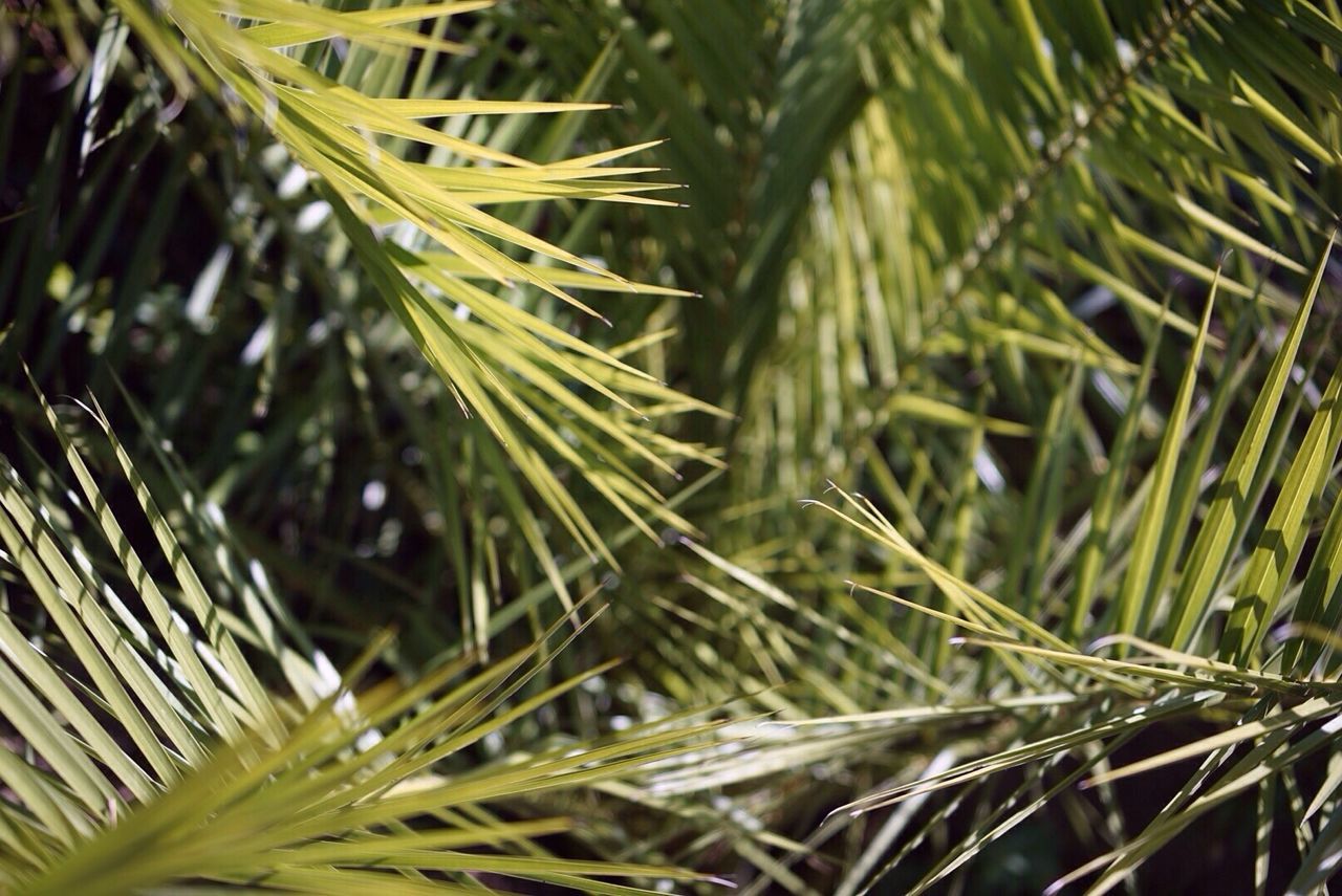 Full frame shot of palm leaves