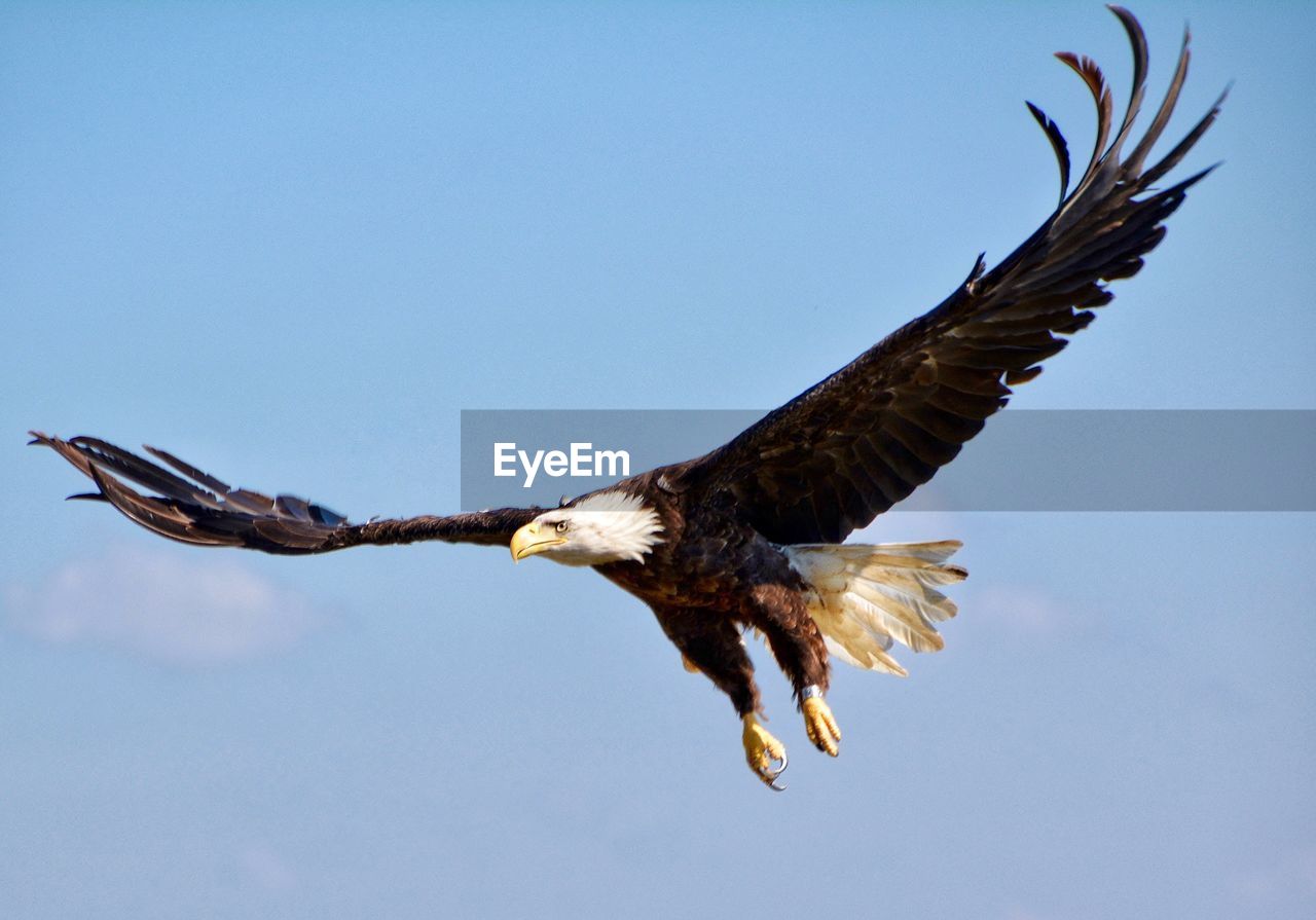 Minnesota bald eagle flying against clear sky
