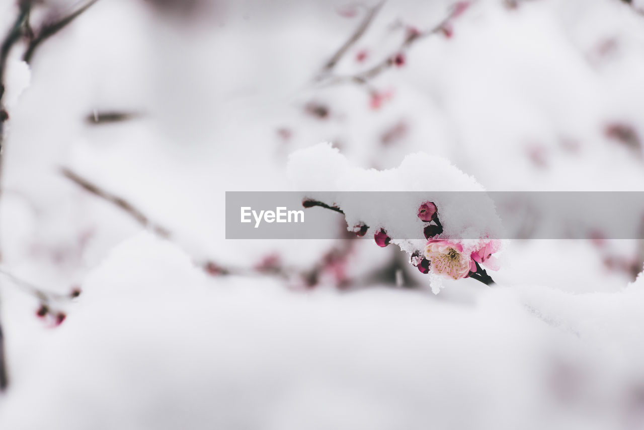 plant, snow, winter, tree, beauty in nature, nature, freshness, cold temperature, branch, spring, flower, springtime, close-up, blossom, no people, fragility, freezing, selective focus, white, pink, flowering plant, cherry blossom, outdoors, petal, day, environment, frozen, macro photography, growth, focus on foreground, tranquility, fruit, food and drink, twig