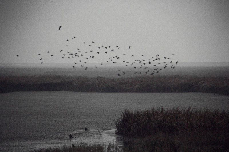 FLOCK OF BIRDS FLYING OVER LANDSCAPE