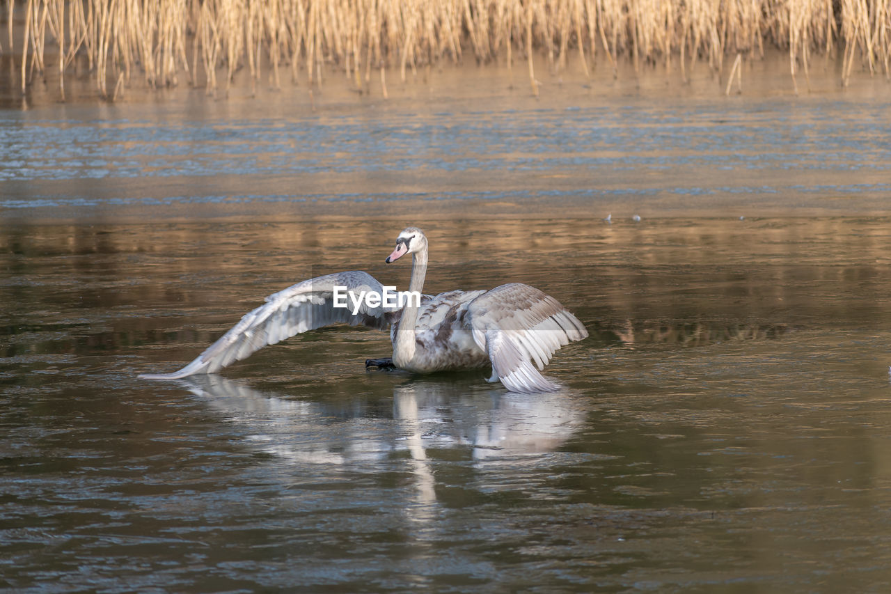 VIEW OF SWAN IN LAKE