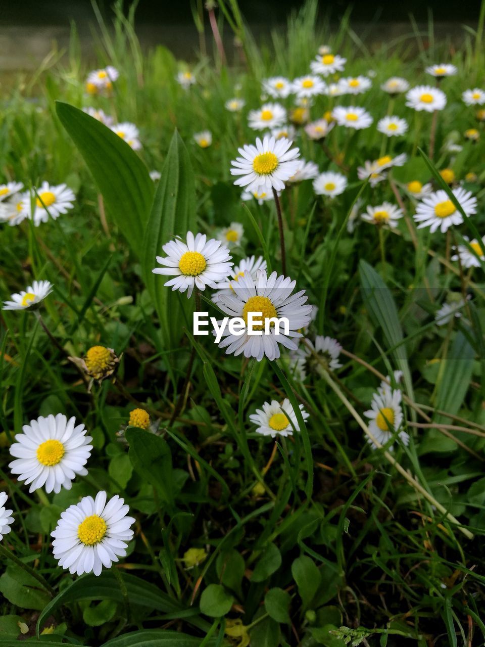 Close-up of white daisy flowers on field