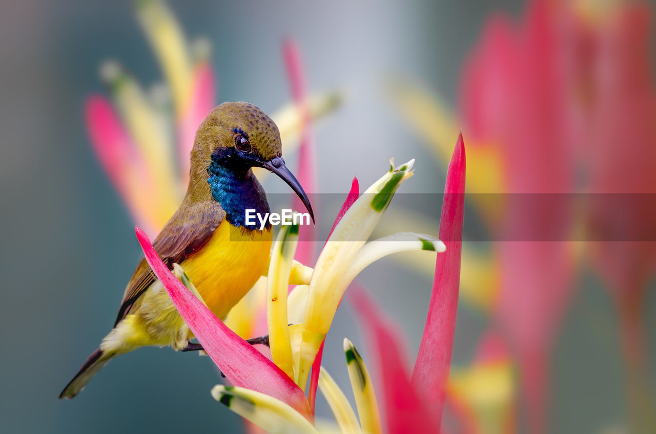 Male sunbird in a colorful surrounding of flowers