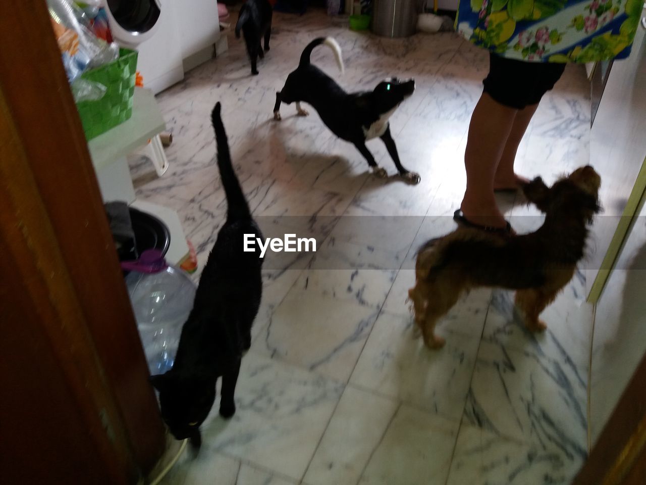 HIGH ANGLE VIEW OF DOGS STANDING ON FLOOR AT HOME
