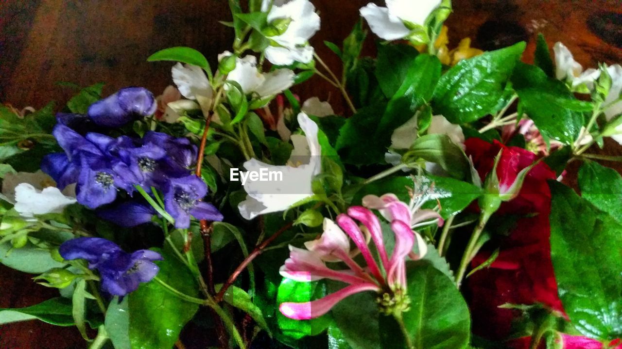 CLOSE-UP OF FLOWERS AND PLANTS