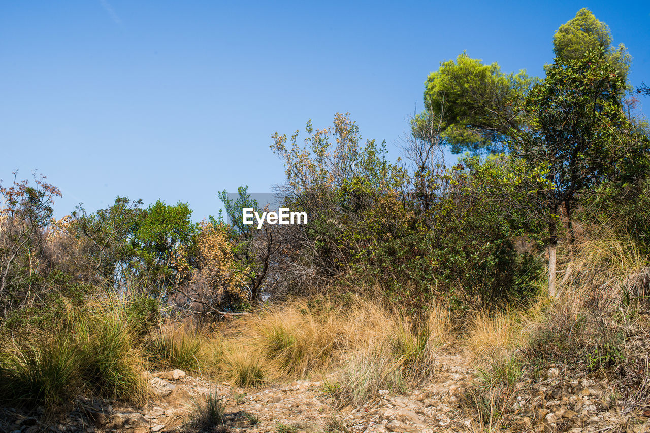 TREES AGAINST CLEAR BLUE SKY