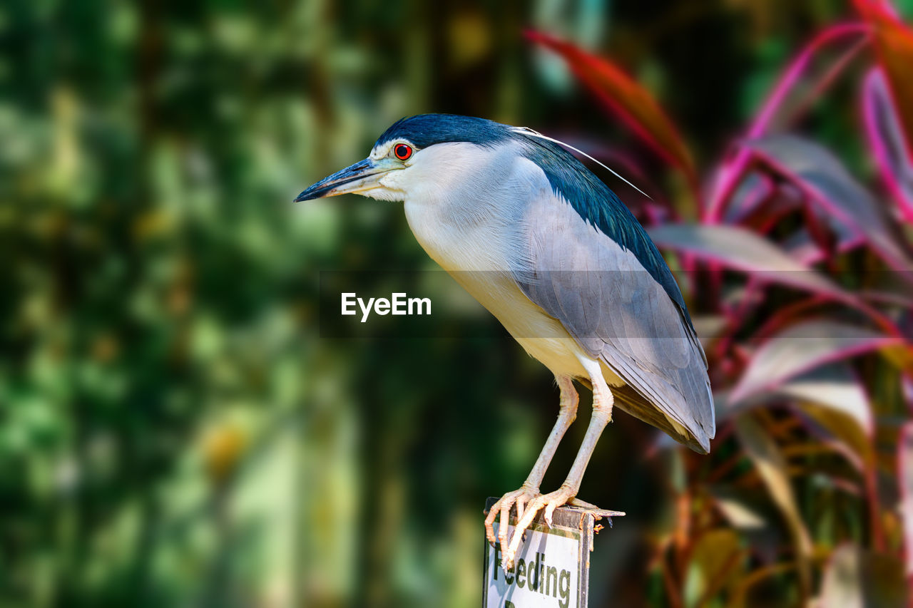 CLOSE-UP OF BIRD PERCHING