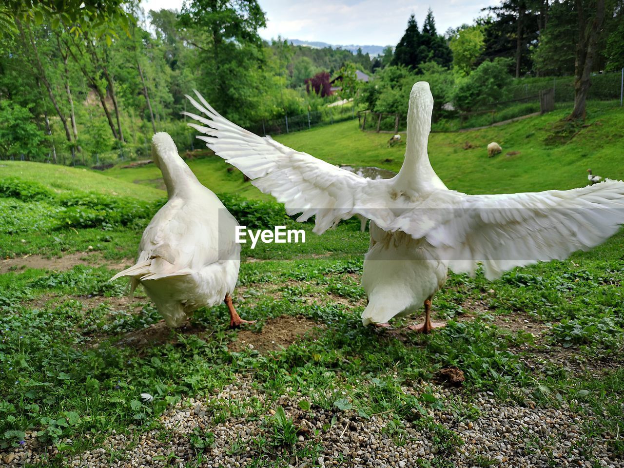 View of birds on field