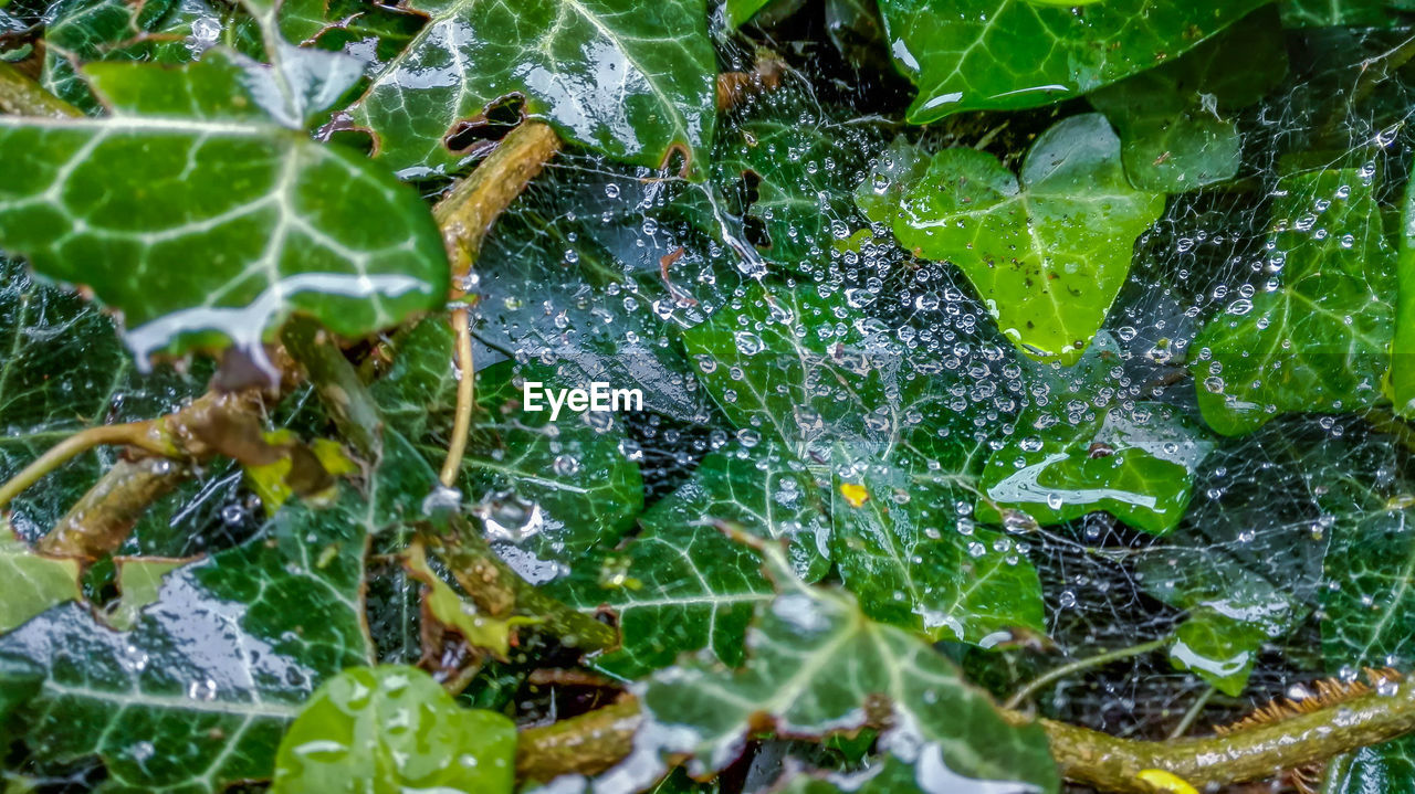 Close-up of spider on web