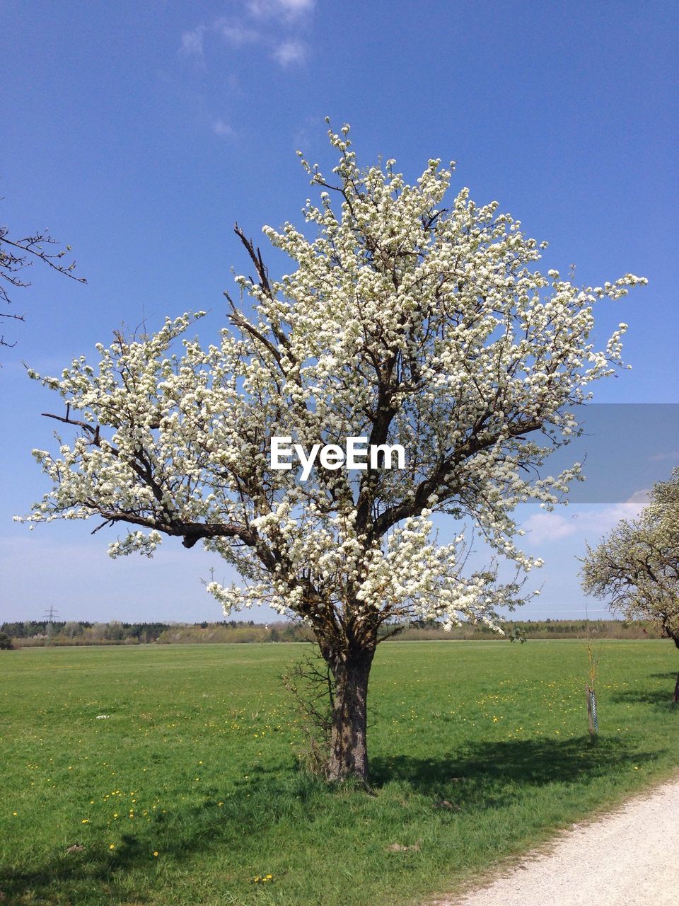 Tree with white blossom in field
