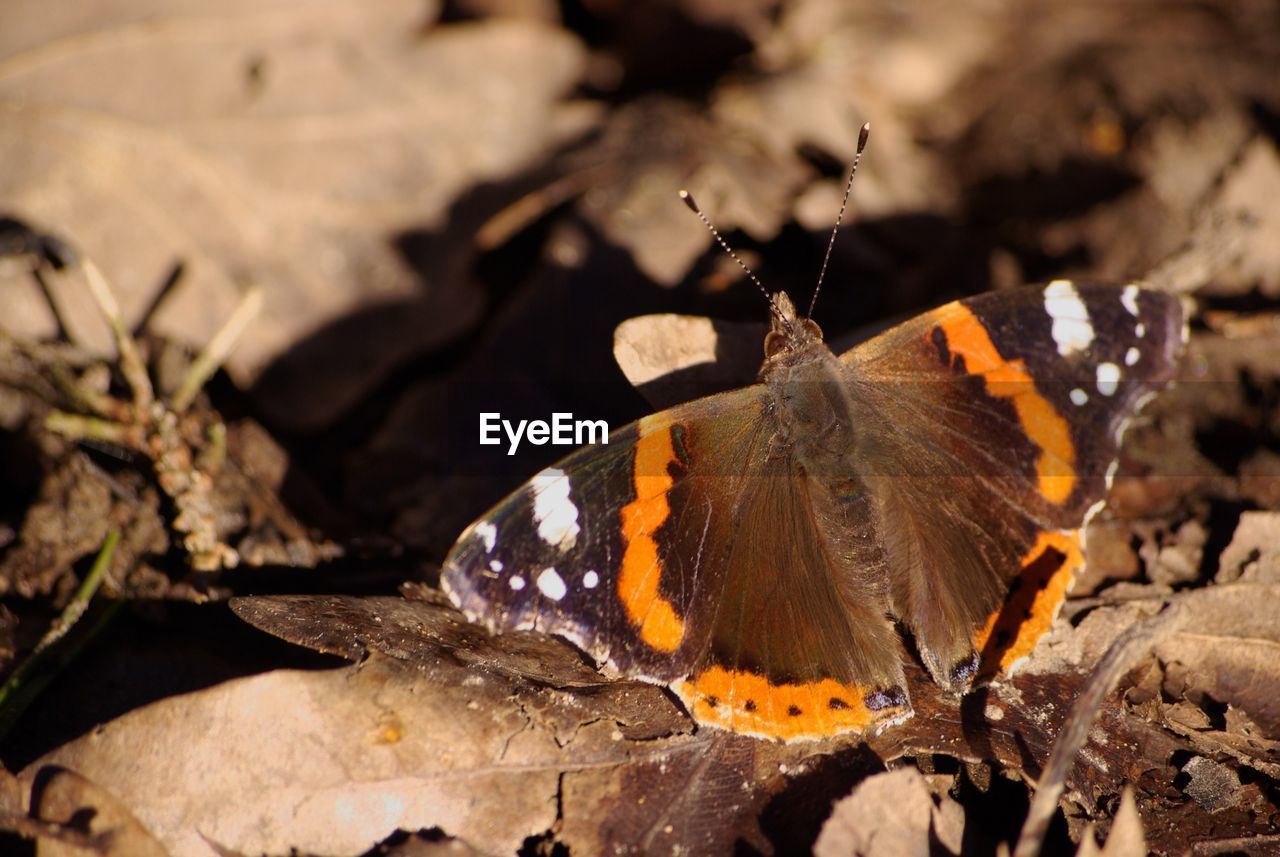 Close-up of butterfly on leaves