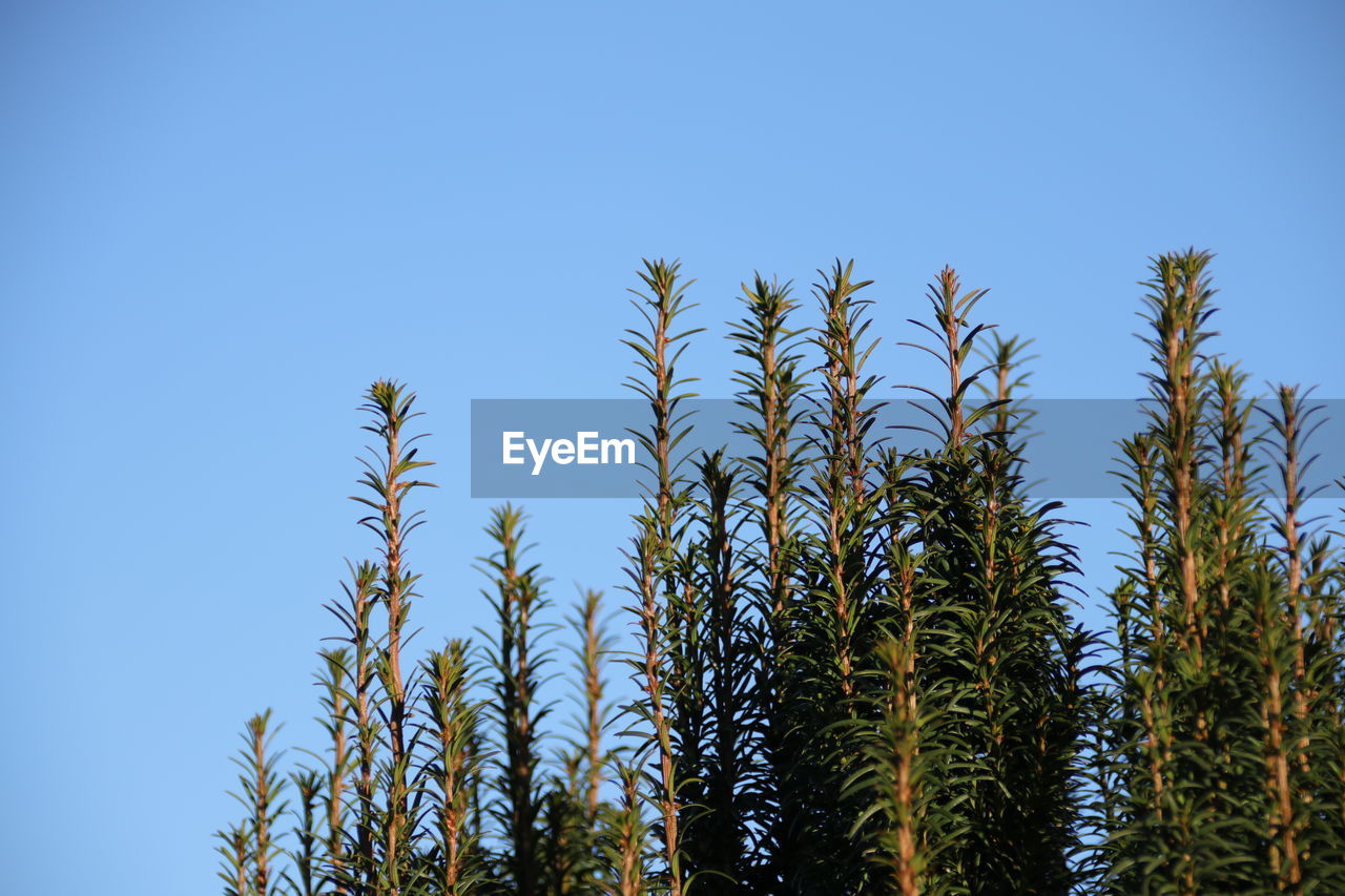 LOW ANGLE VIEW OF TREES AGAINST SKY