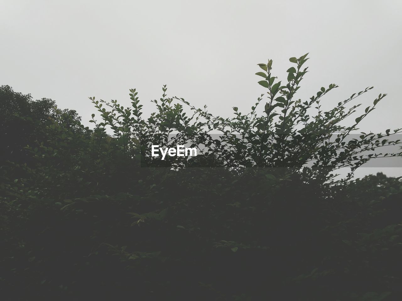 LOW ANGLE VIEW OF TREE AGAINST SKY