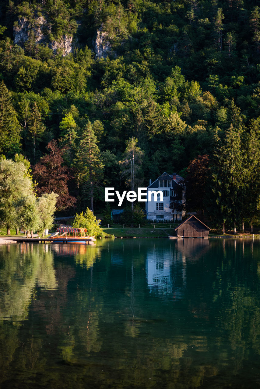 Scenic view of lake by trees in forest