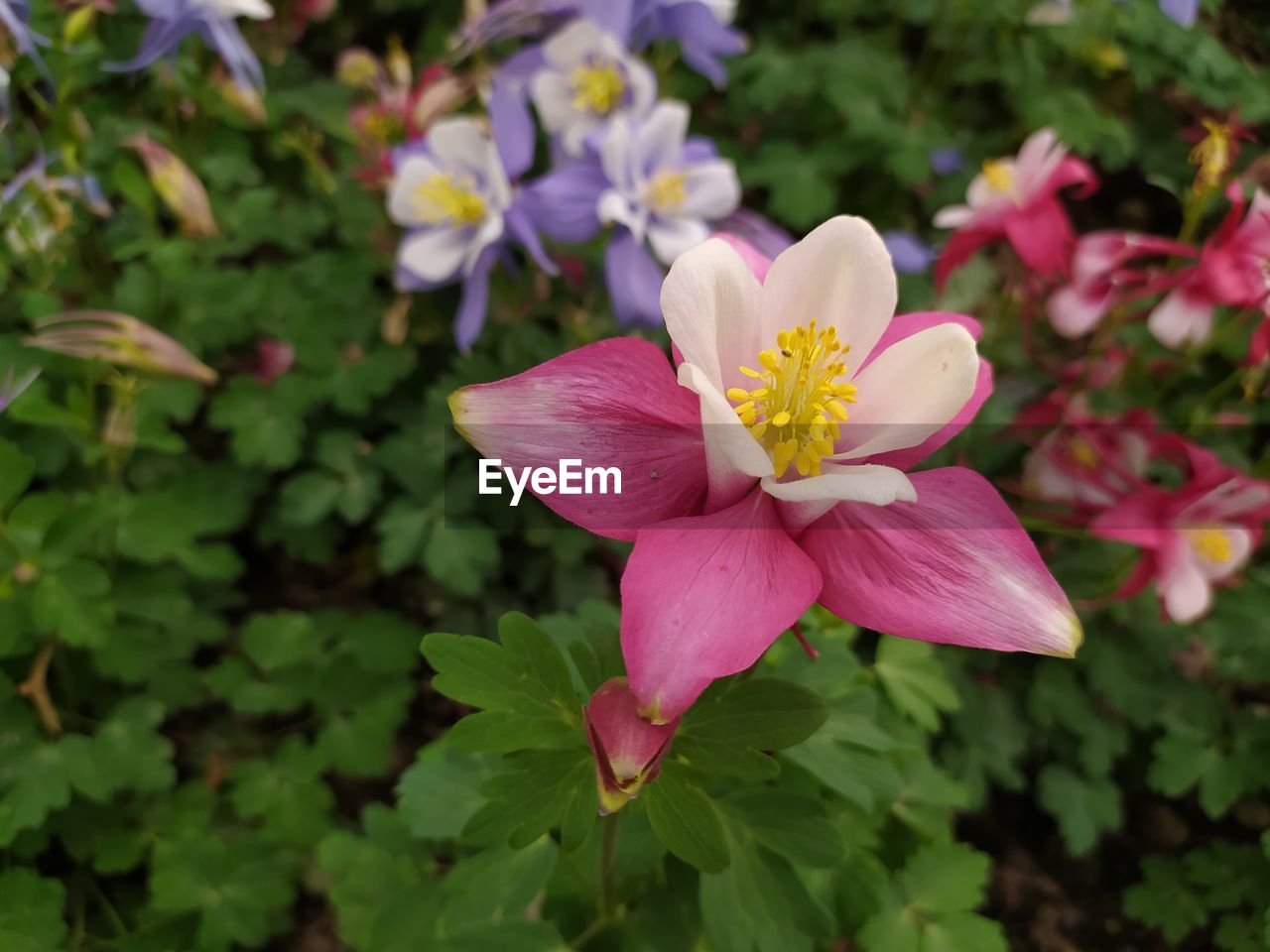 Close-up of pink flowering plant